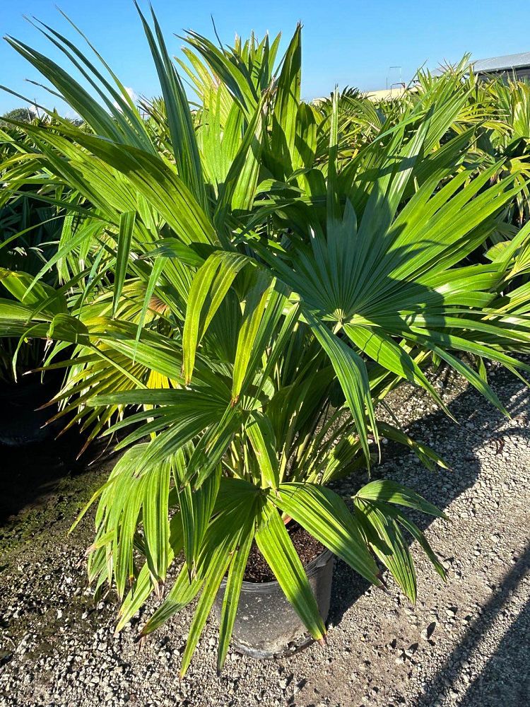 livistona-chinensis-chinese-fan-palm