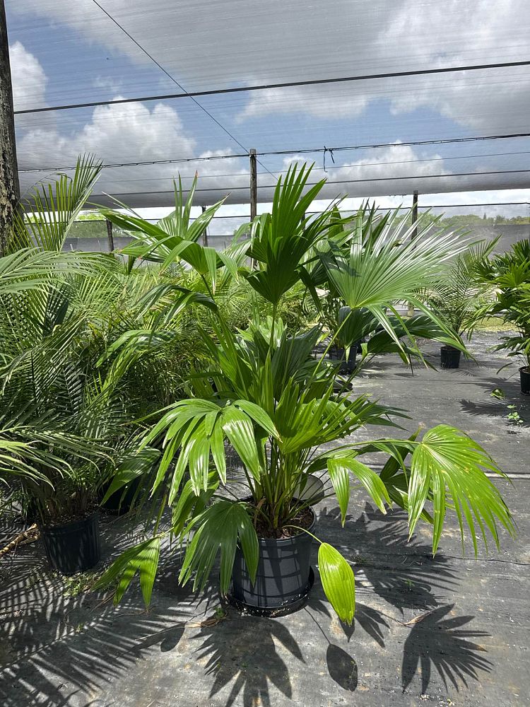 livistona-chinensis-chinese-fan-palm