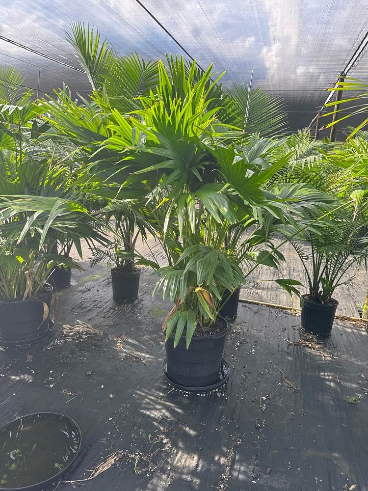 livistona-chinensis-chinese-fan-palm