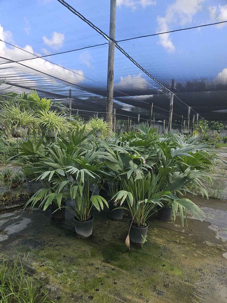 livistona-chinensis-chinese-fan-palm