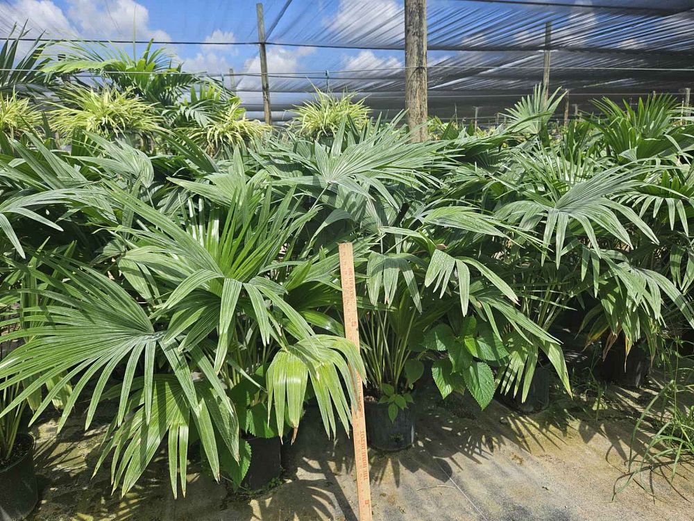 livistona-chinensis-chinese-fan-palm