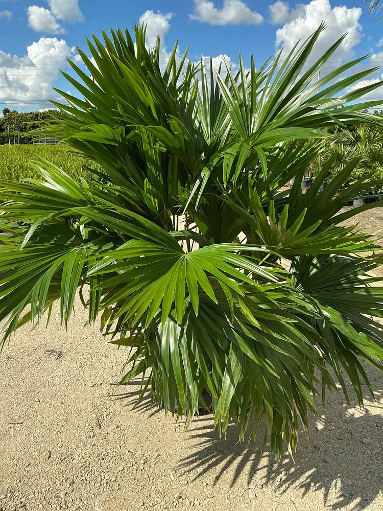 livistona-chinensis-chinese-fan-palm