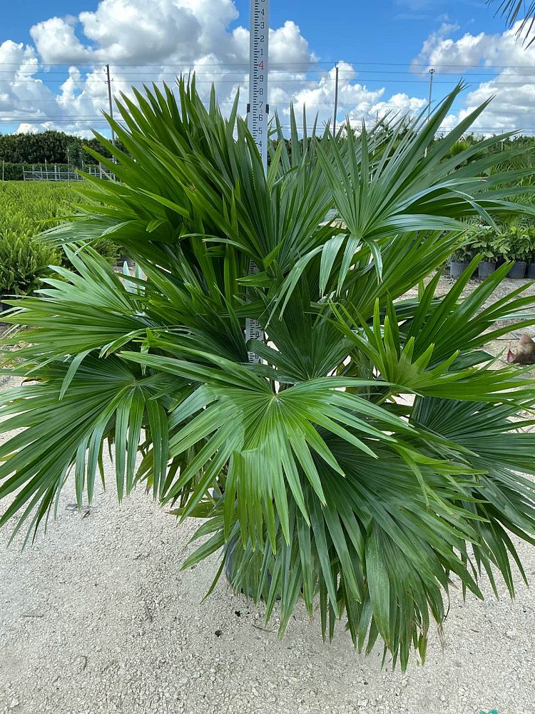 livistona-chinensis-chinese-fan-palm