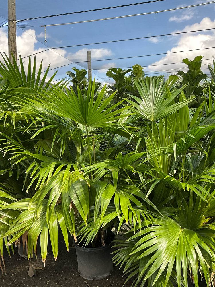 livistona-chinensis-chinese-fan-palm