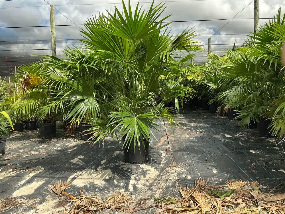 livistona-chinensis-chinese-fan-palm