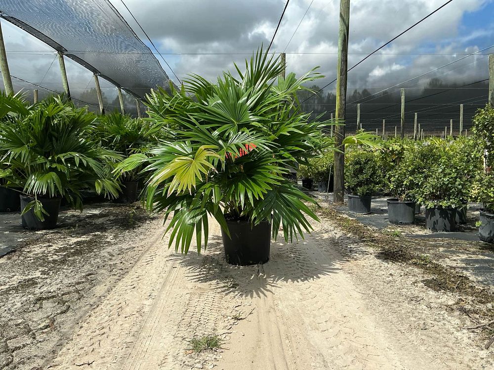 livistona-chinensis-chinese-fan-palm