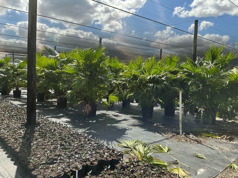 livistona-chinensis-chinese-fan-palm