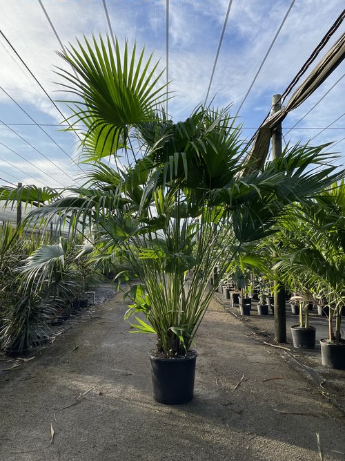 livistona-chinensis-chinese-fan-palm