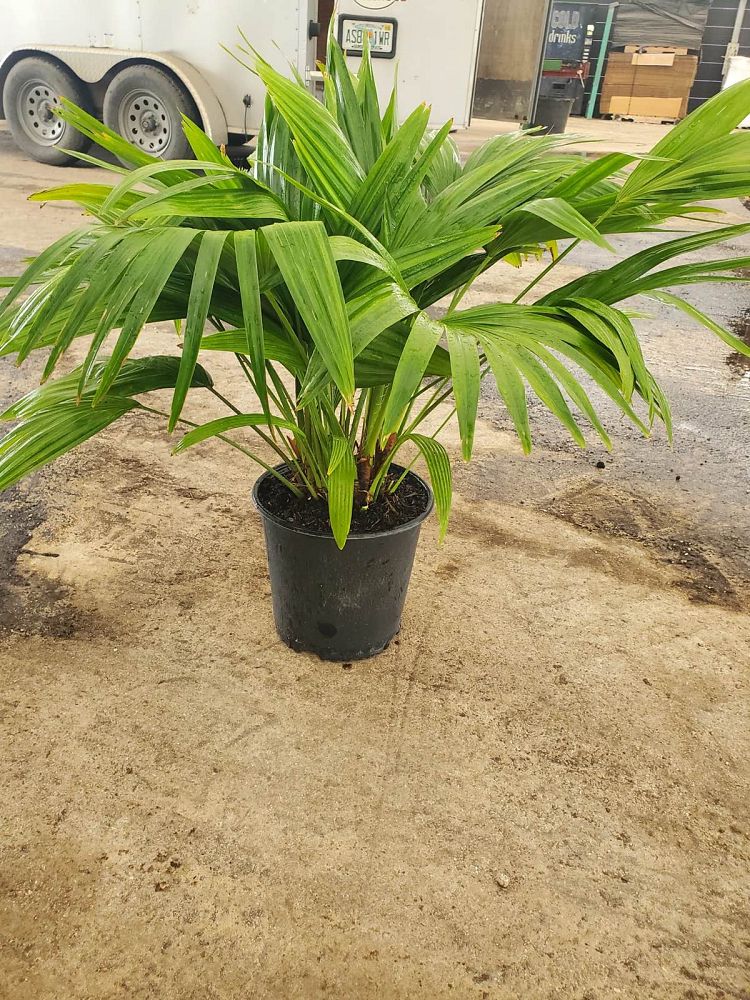 livistona-chinensis-chinese-fan-palm