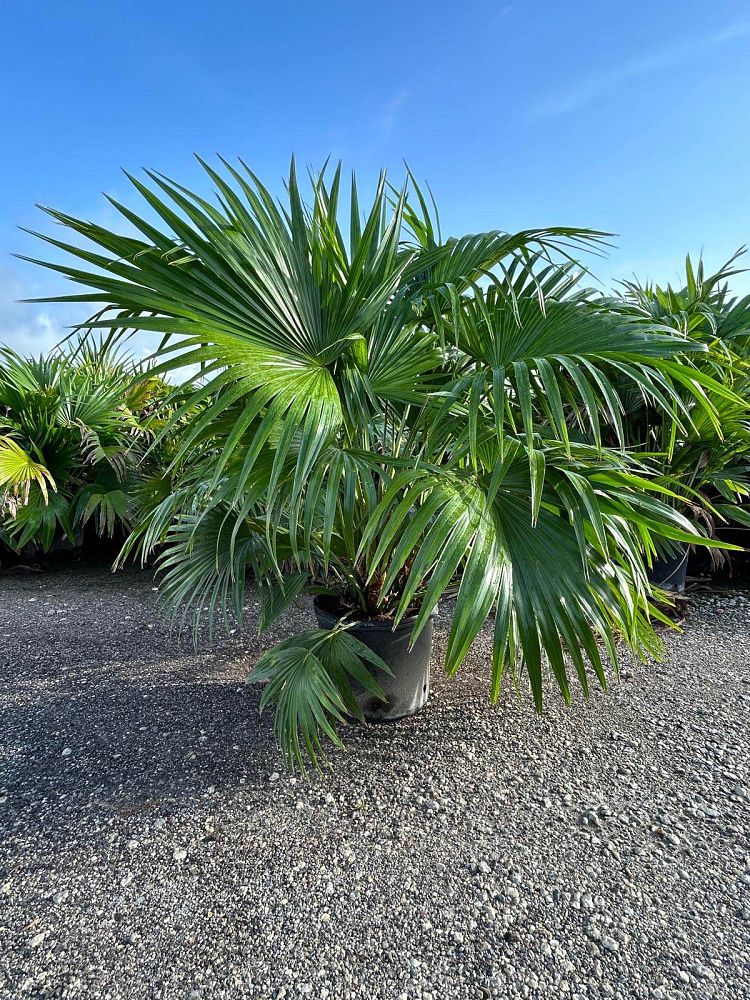livistona-chinensis-chinese-fan-palm