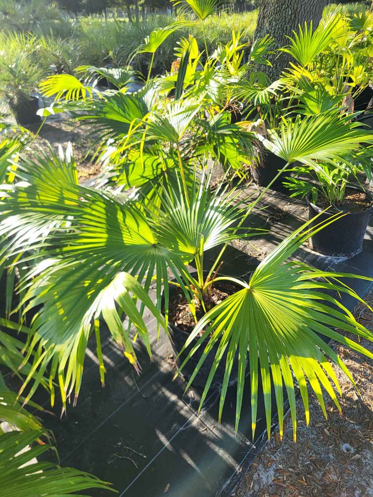 livistona-chinensis-chinese-fan-palm