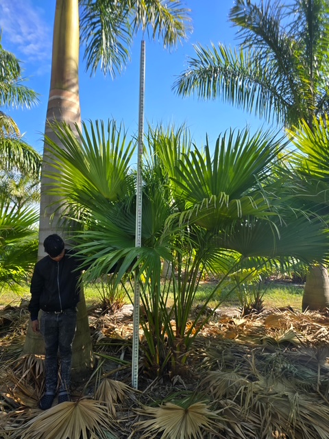 livistona-chinensis-chinese-fan-palm