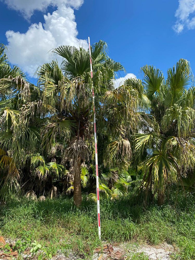 livistona-chinensis-chinese-fan-palm