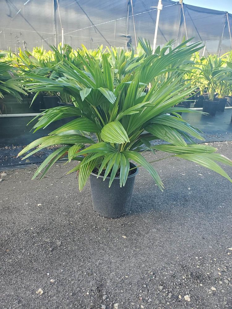 livistona-chinensis-chinese-fan-palm