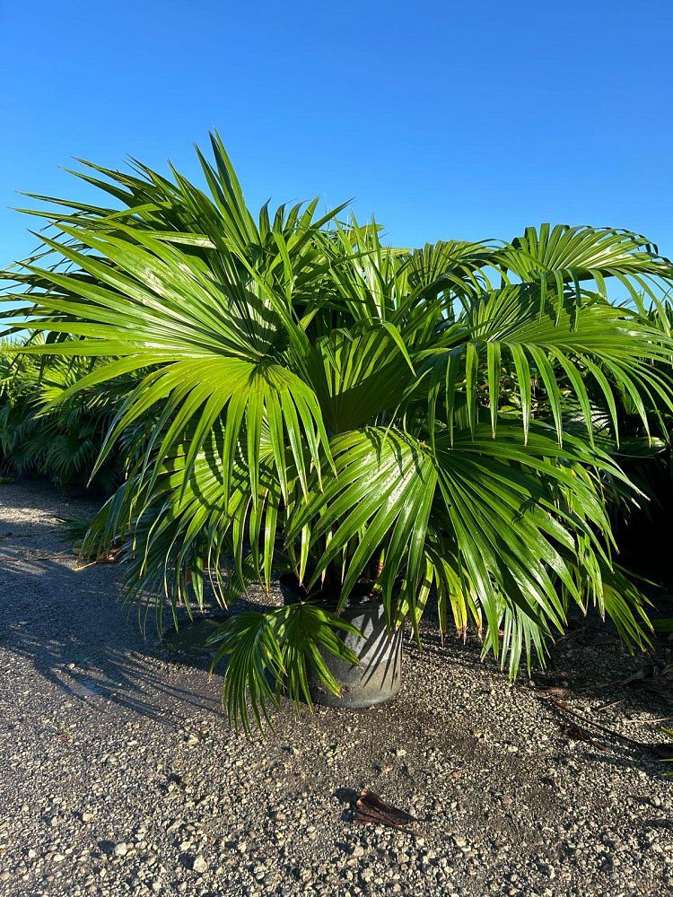 livistona-chinensis-chinese-fan-palm