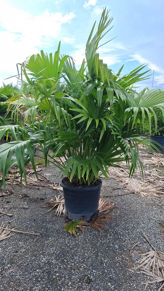 livistona-chinensis-chinese-fan-palm