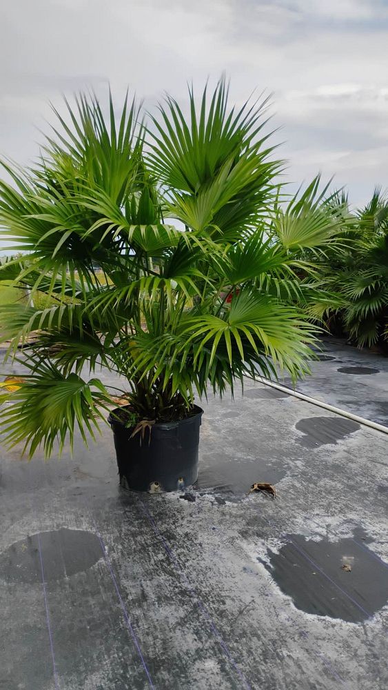 livistona-chinensis-chinese-fan-palm