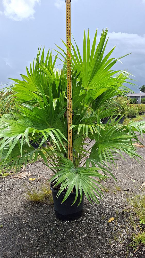 livistona-chinensis-chinese-fan-palm