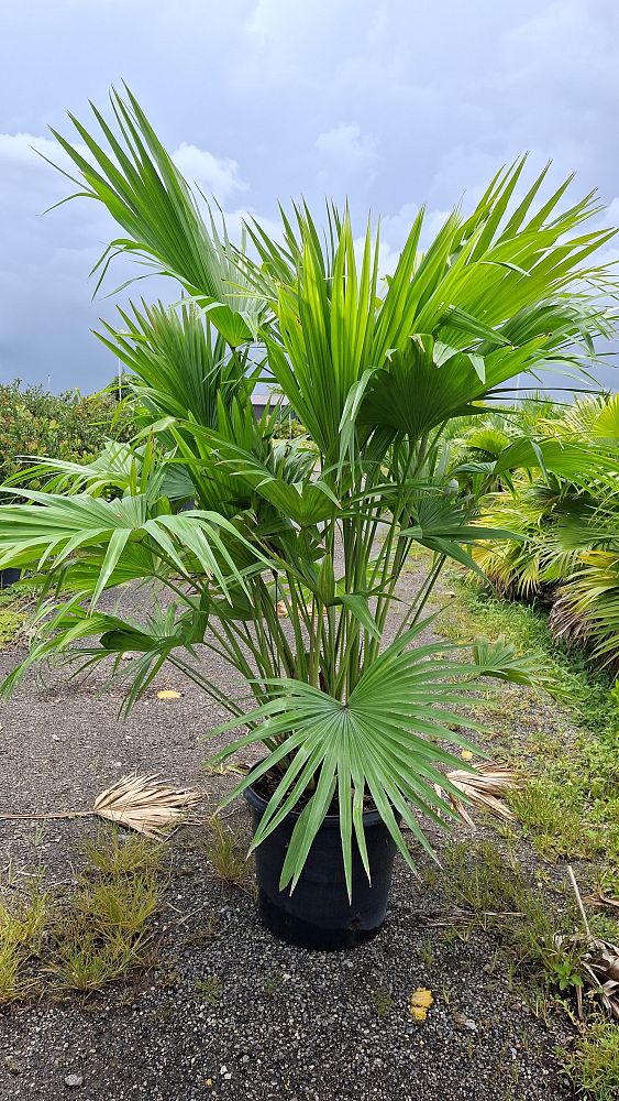 livistona-chinensis-chinese-fan-palm