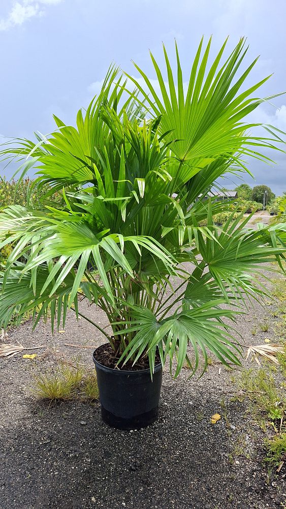 livistona-chinensis-chinese-fan-palm