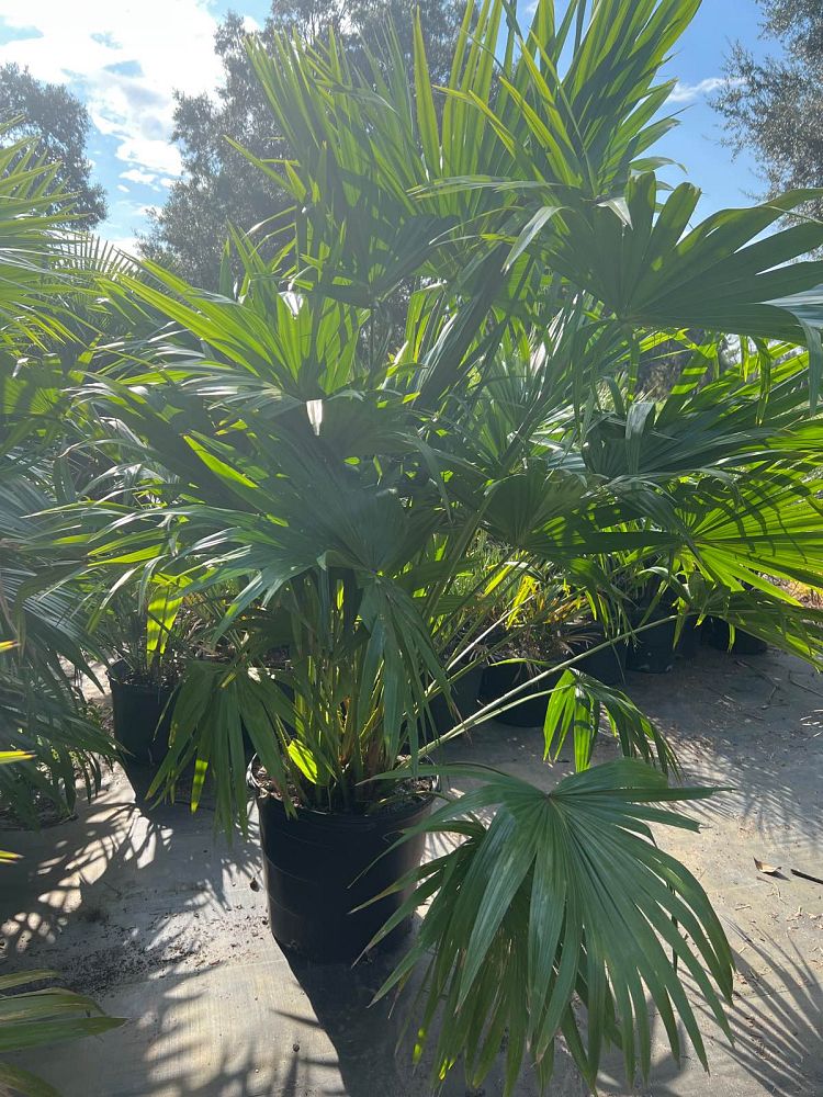 livistona-chinensis-chinese-fan-palm