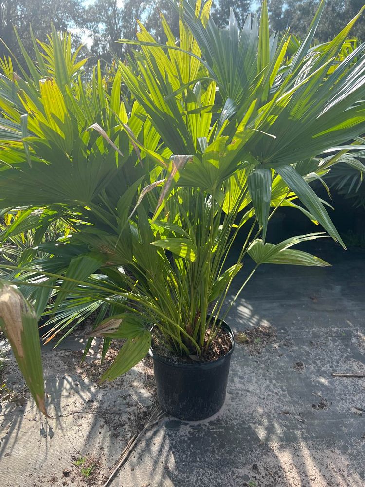 livistona-chinensis-chinese-fan-palm