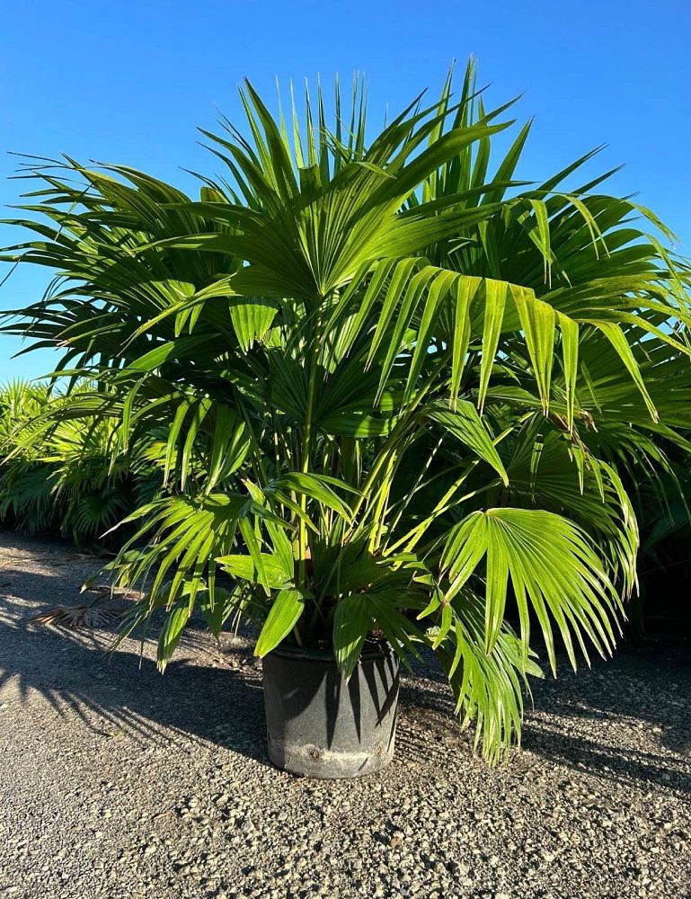 livistona-chinensis-chinese-fan-palm