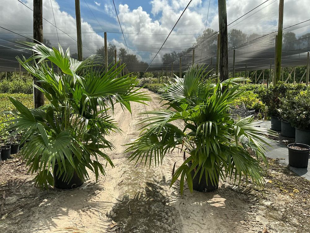 livistona-chinensis-chinese-fan-palm