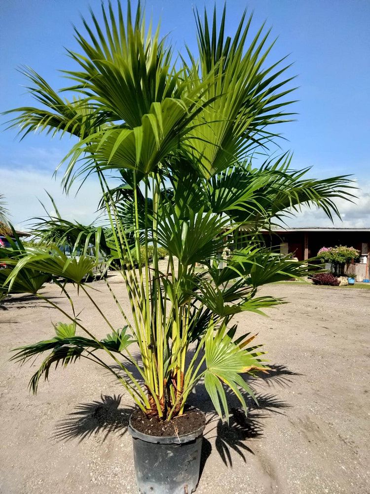 livistona-chinensis-chinese-fan-palm
