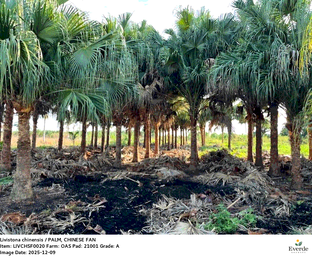 livistona-chinensis-chinese-fan-palm