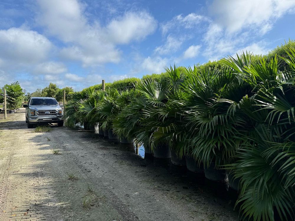 livistona-chinensis-chinese-fan-palm
