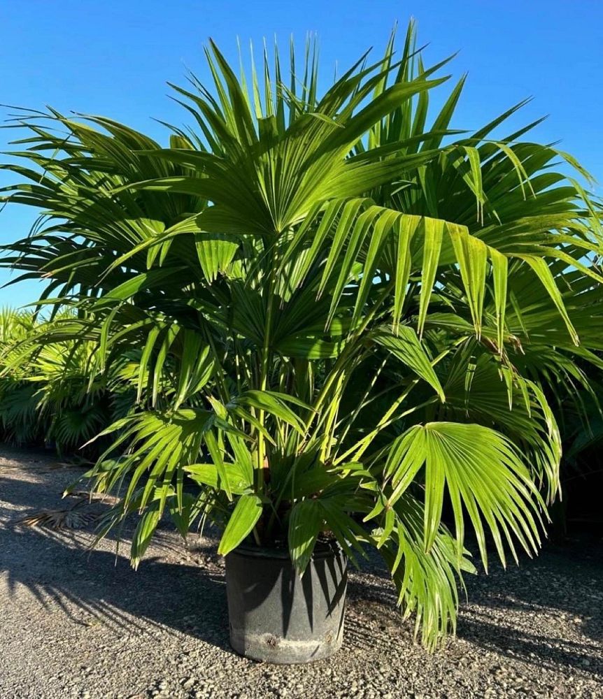 livistona-chinensis-chinese-fan-palm