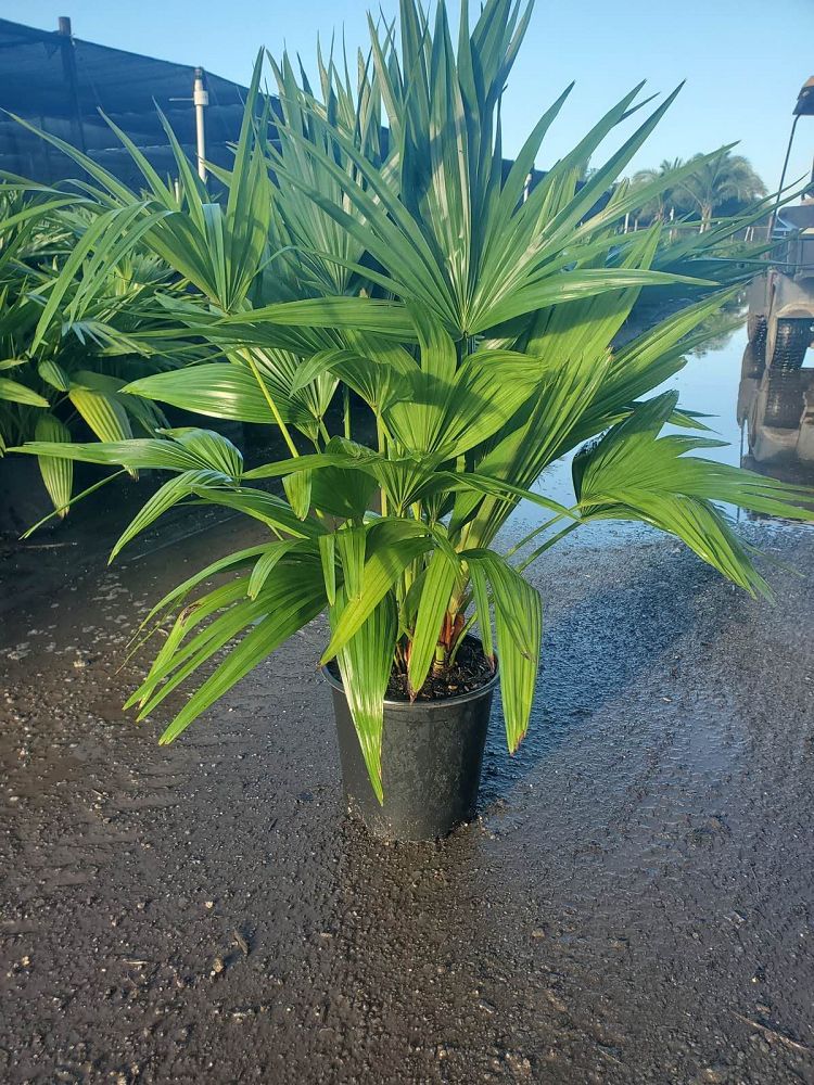 livistona-chinensis-chinese-fan-palm