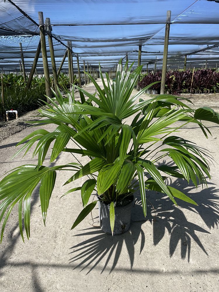 livistona-chinensis-chinese-fan-palm
