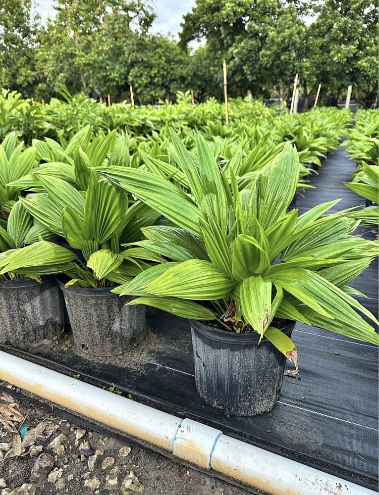 livistona-chinensis-chinese-fan-palm