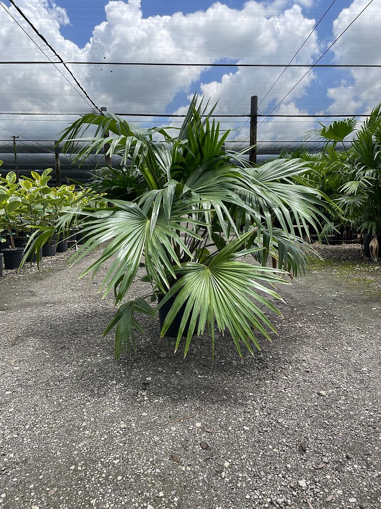 livistona-chinensis-chinese-fan-palm