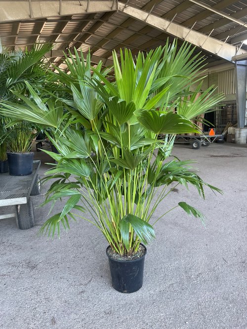 livistona-chinensis-chinese-fan-palm