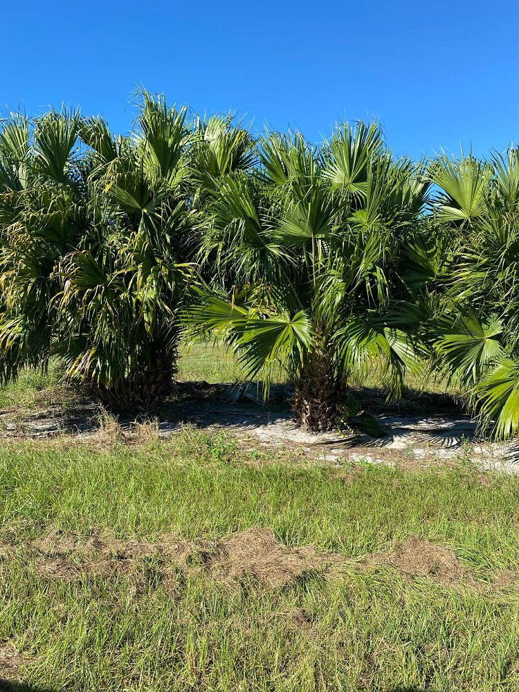 livistona-chinensis-chinese-fan-palm