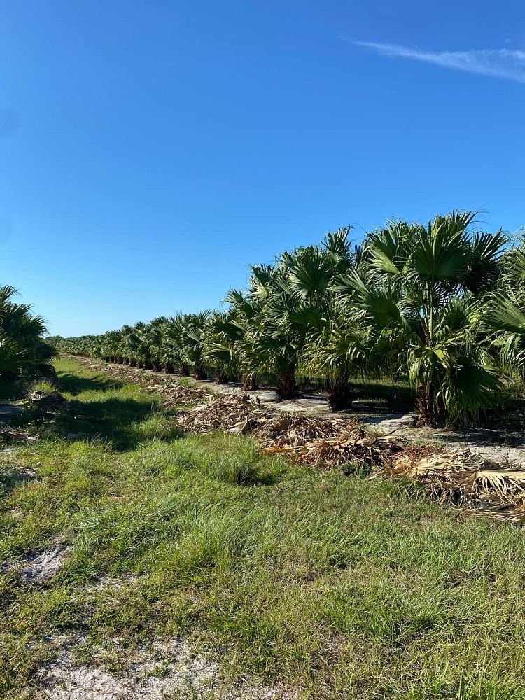 livistona-chinensis-chinese-fan-palm