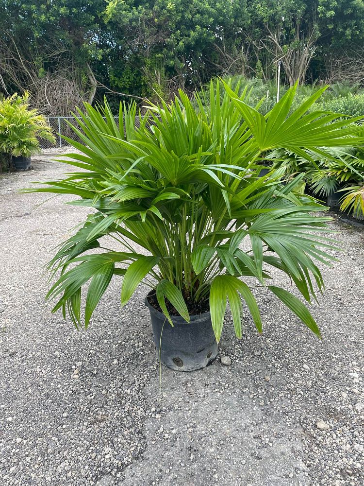 livistona-chinensis-chinese-fan-palm