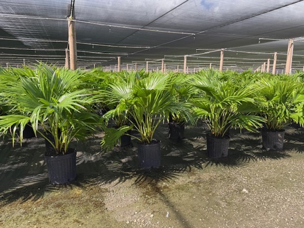 livistona-chinensis-chinese-fan-palm