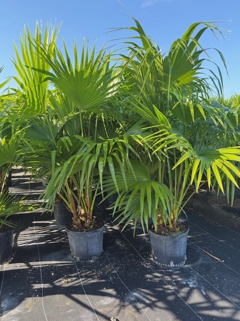 livistona-chinensis-chinese-fan-palm