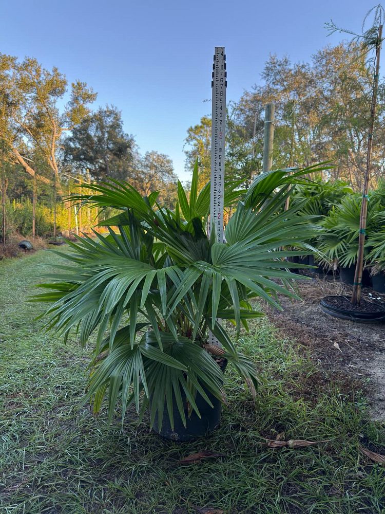 livistona-chinensis-chinese-fan-palm