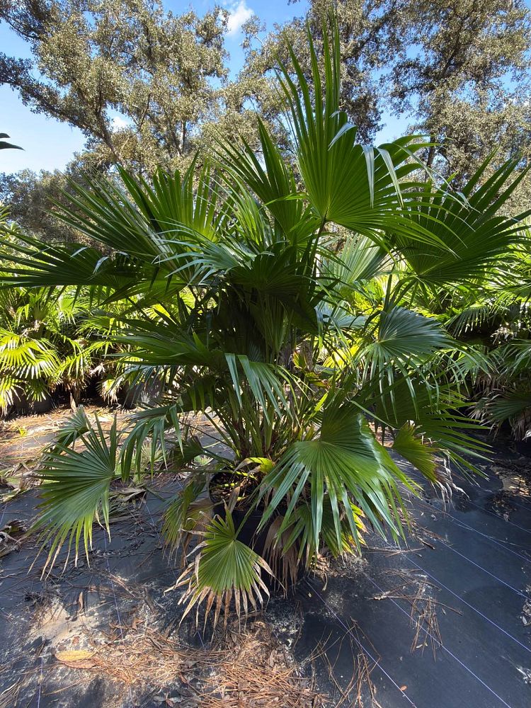 livistona-chinensis-chinese-fan-palm
