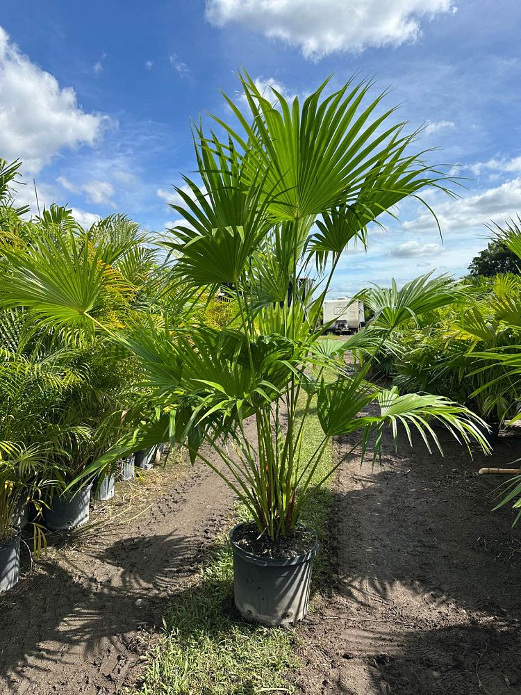 livistona-chinensis-chinese-fan-palm