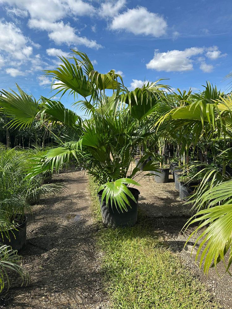 livistona-chinensis-chinese-fan-palm