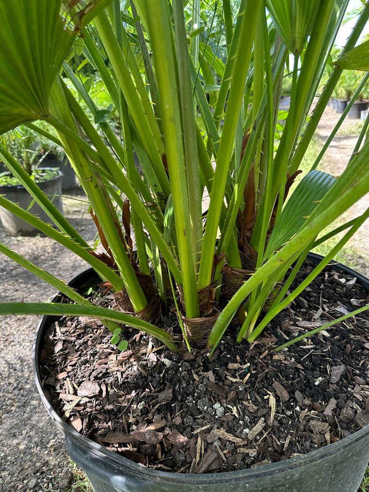 livistona-chinensis-chinese-fan-palm