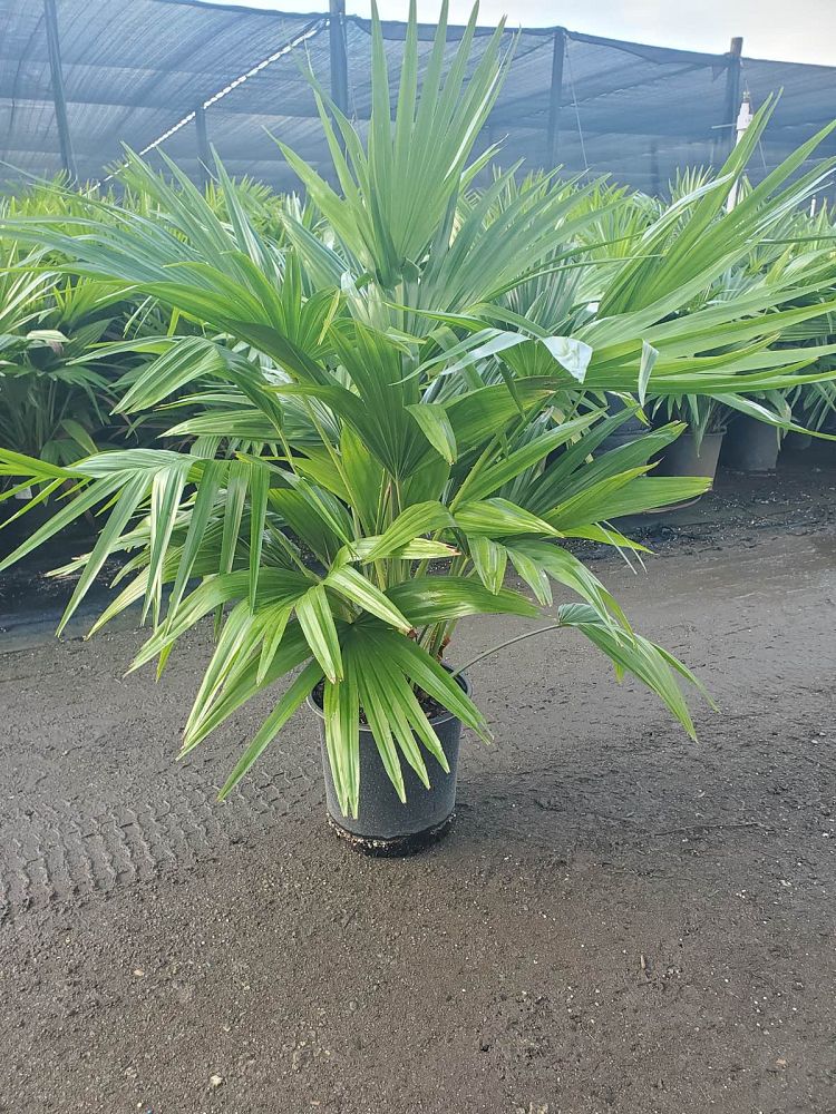livistona-chinensis-chinese-fan-palm