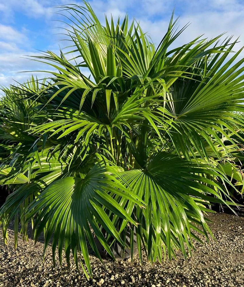 livistona-chinensis-chinese-fan-palm