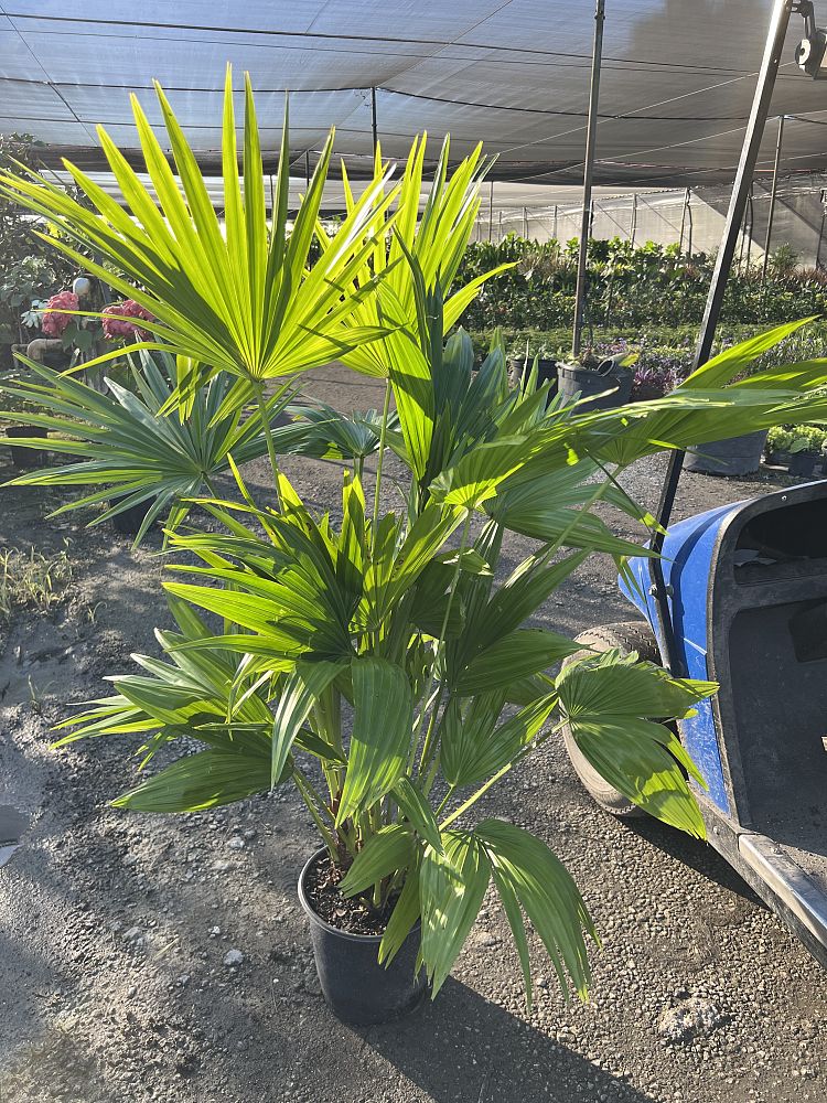 livistona-chinensis-chinese-fan-palm